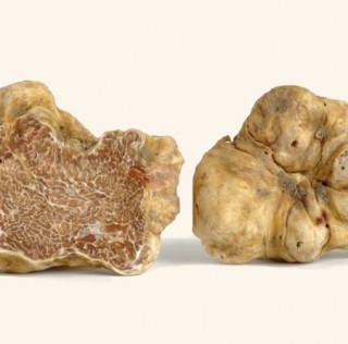 TARTUFO BIANCO