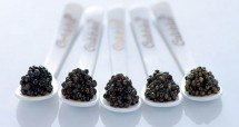 la tenda rossa - calvisius2