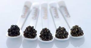 la tenda rossa - calvisius2