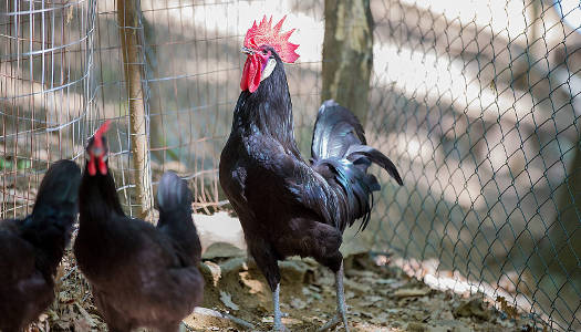 la tenda rossa - gallo nero1