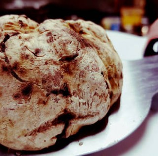 Menù al TARTUFO BIANCO dal 16 settembre
